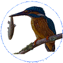 preloader